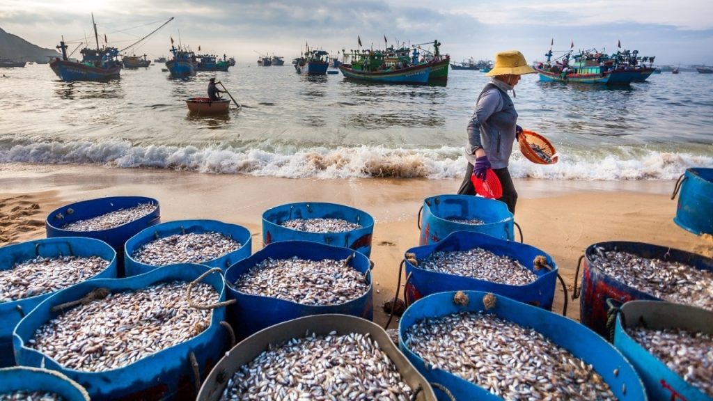 Bí quyết đi chợ hải sản Đà Nẵng chọn hải sản tươi ngon giá rẻ và chất lượng 