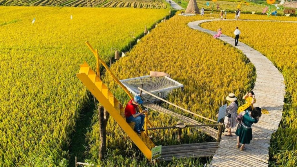 Mùa lúa chín mang đến khung cảnh thơ mộng đặc trưng 