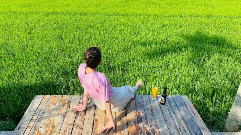 Hoa Lúa cà phê cánh đồng Hội An với view đồng quê yên ả