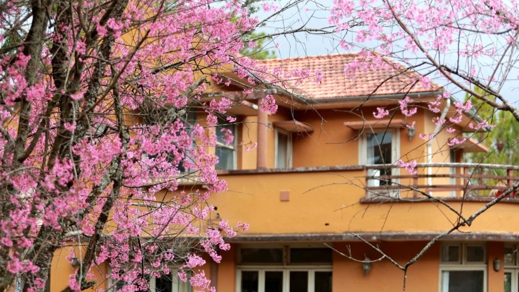 Hàng mai anh đào trên đường Trần Hưng Đạo bên những biệt thự cổ Đà Lạt