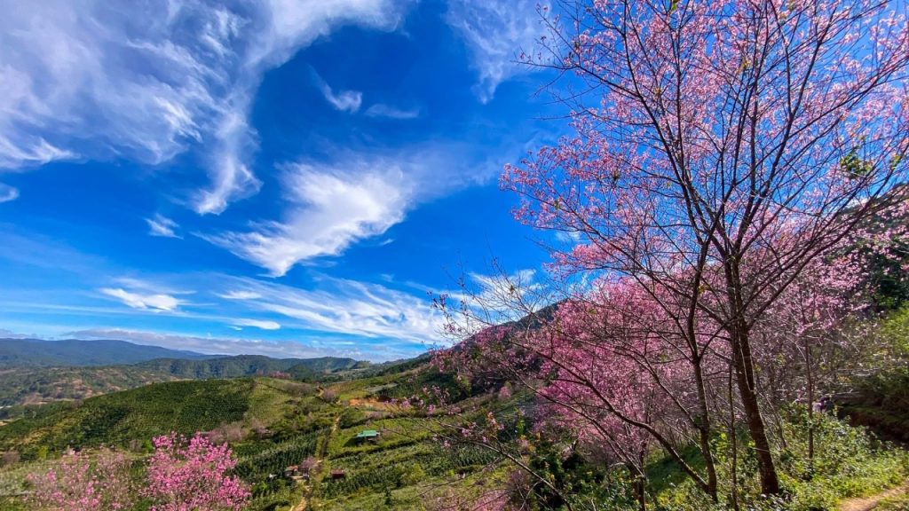 Rừng thông và mai anh đào tạo nên khung cảnh thơ mộng tại Mộng Nguyên Đào