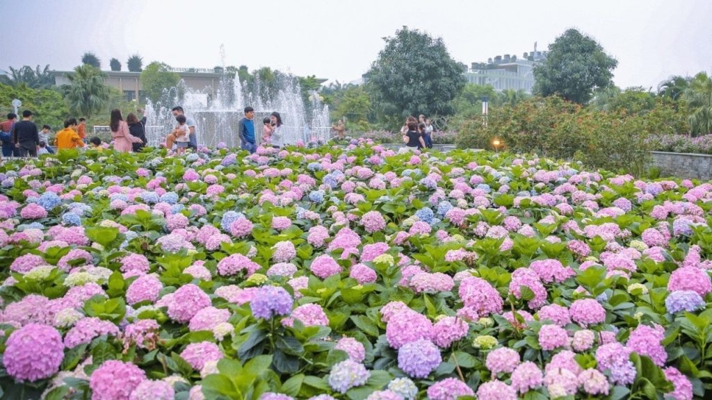 Đà Lạt mùa hè mát mẻ với đồi cẩm tú cầu và rừng thông xanh