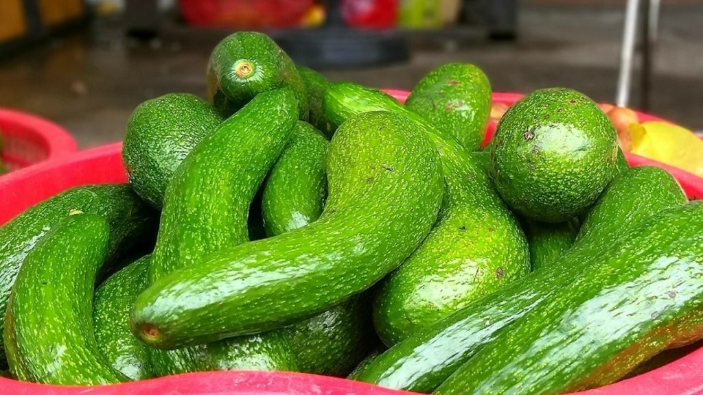 Bơ sáp và bơ 034 Đà Lạt chín béo, thịt vàng dẻo và hạt nhỏ
