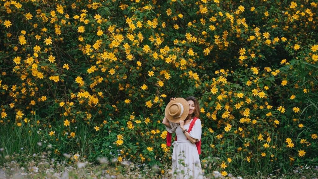 Rừng thông và hoa dã quỳ Đà Lạt trong ngày nắng đẹp