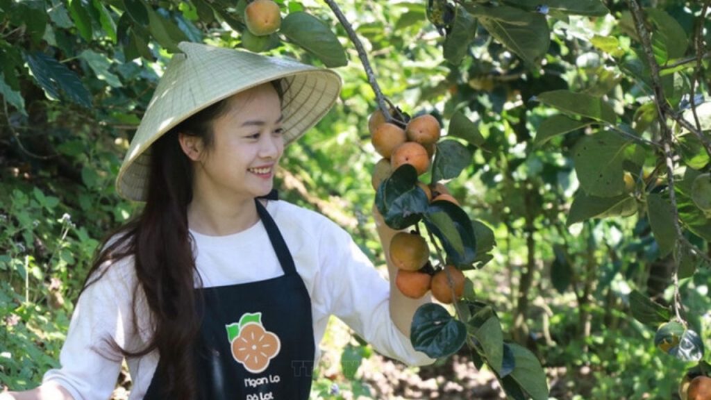 Trải nghiệm hái hồng chín tại vườn hồng Đà Lạt