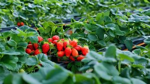 Top 6 Vườn dâu Đà Lạt và Trải nghiệm hái dâu tại vườn hot