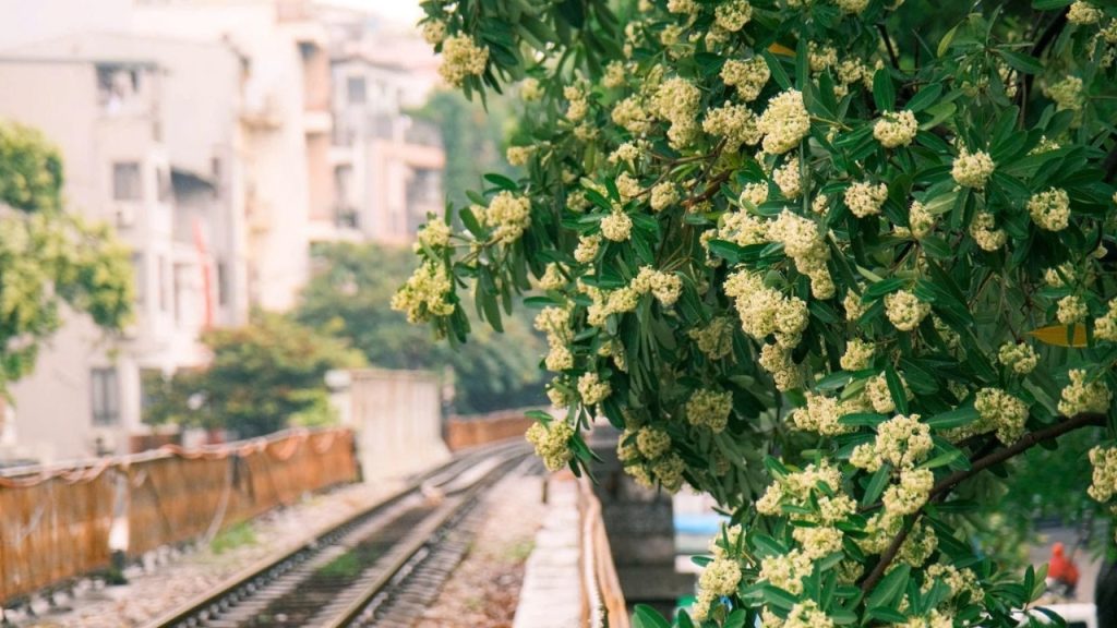 Cây hoa sữa nở rộ trên phố Hà Nội khi mùa thu về (Nguồn: Internet)