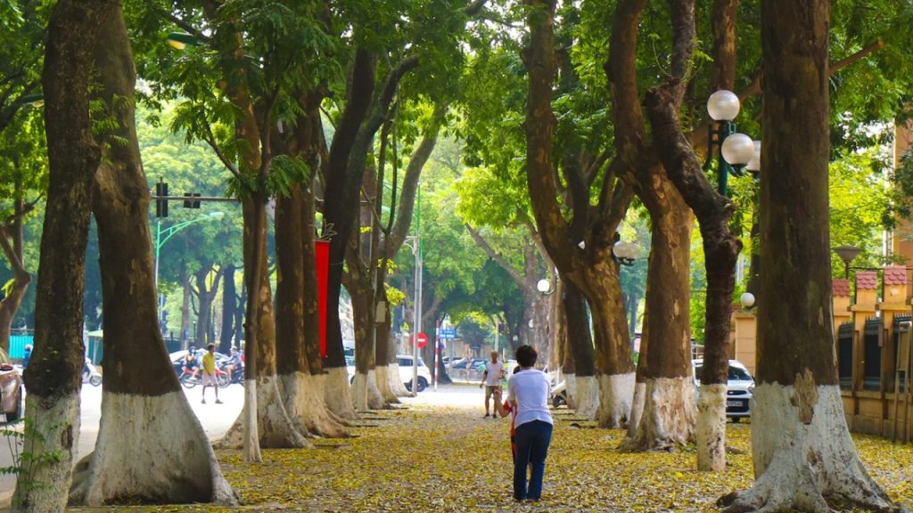 Phố Hà Nội rợp bóng cây và lá vàng trong những ngày thu